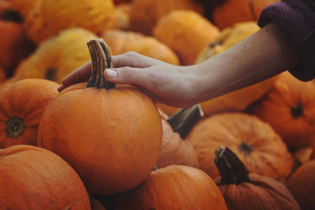 Colorado food - Your Complete Guide to Colorado Fall Harvest: Where to Find the Best Apples, Squash & Pumpkin Patches This Season