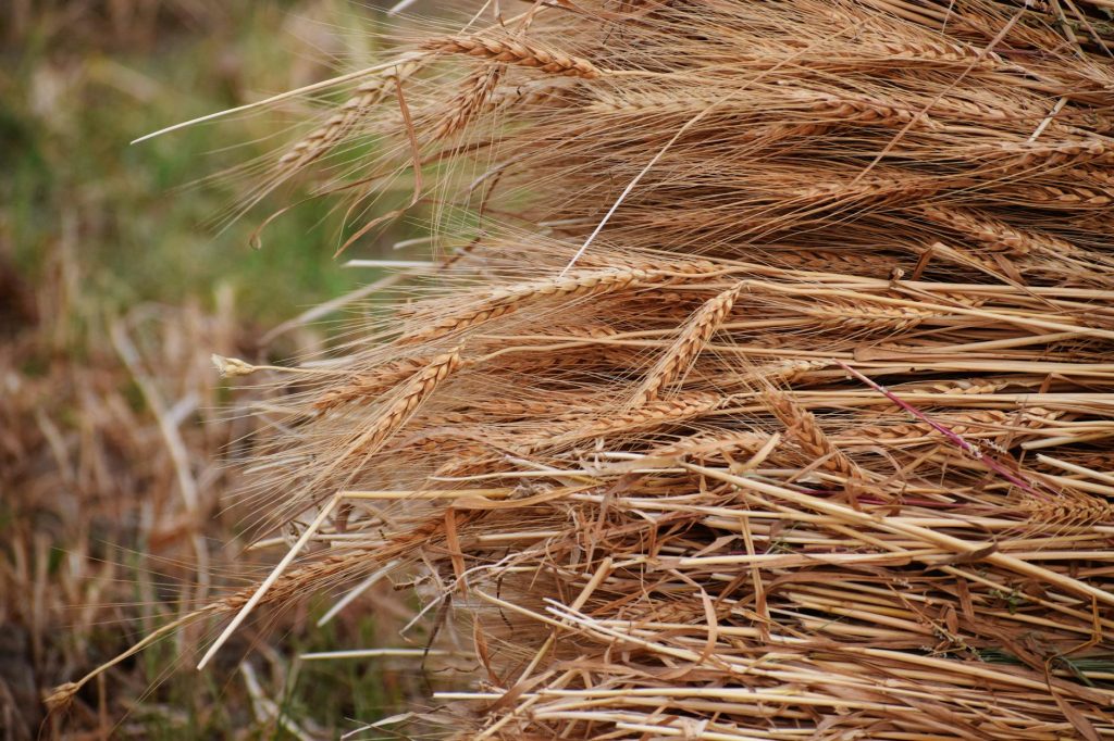 Colorado - Colorado Heritage Wheat: A Guide to Local Grain, Flour & the Artisans Reviving Ancient Colorado Grains