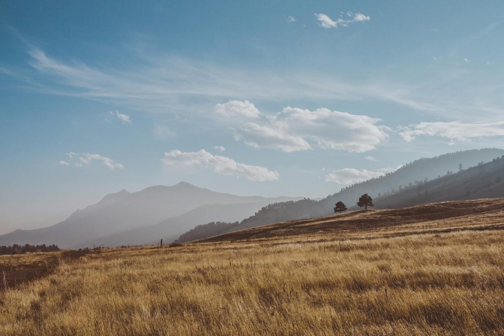 Colorado - The Colorado Heritage Grain Revival: How Local Farmers and Bakers Are Bringing Ancient Wheats Back to the Front Range