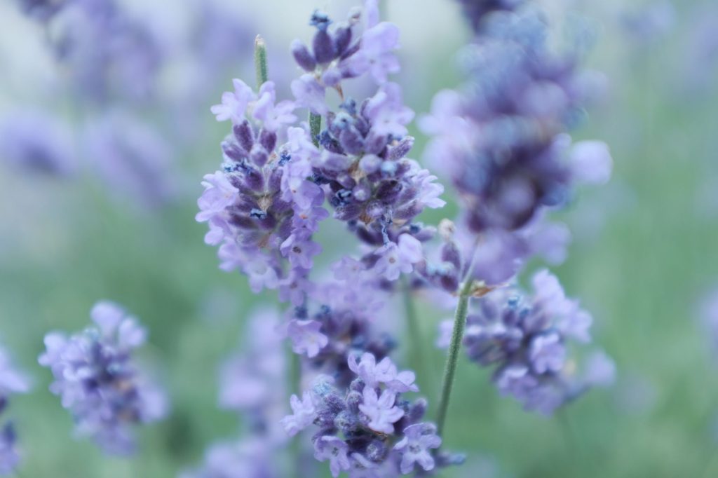 Colorado - Colorado Lavender Farms: Where to Find Fresh Blooms, Culinary Lavender & Local Artisan Products