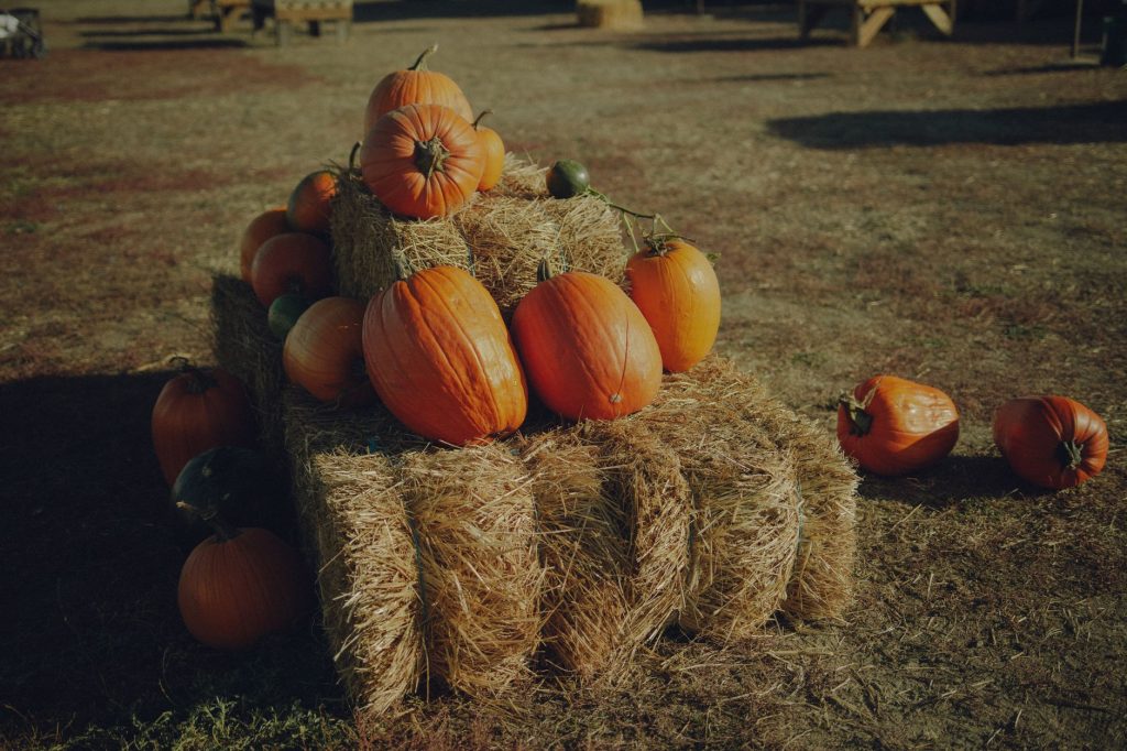 Colorado - South Denver Farm Stands & Roadside Stands: Where Locals Actually Shop